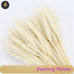 Fondale di nozze fiori decorativi fiori secchi di grano naturale erba di grano secco per la decorazione domestica