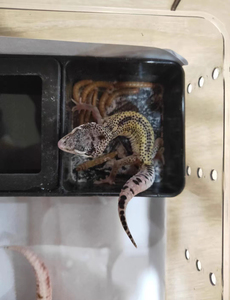 Boîte d'élevage pour reptiles transparente 19x12.5x7.5cm, enclos ventilé empilable pour lézards, serpents, geckos et jeunes animaux - Product Image 4