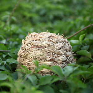 Pet Hamster Totoro Lapin Oiseau <span class=keywords><strong>Cloche</strong></span> Herbe Balle Jouet Durable Molaire Jouer Boule de <span class=keywords><strong>Foin</strong></span> avec <span class=keywords><strong>Cloche</strong></span> Intégrée pour Petits Animaux - Product Image 3