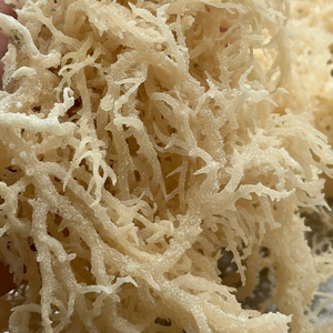 Venta al por mayor OEM embalaje a granel seco Laver Seamoss Eucheuma Cottonii sal algas Ulva Lactuca musgo irlandés en bolsas de musgo irlandés - Product Image 1