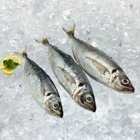Prix du poisson maquereau entier congelé