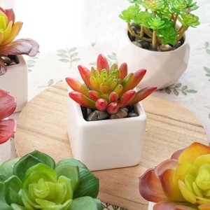 Planta Suculenta Artificial de Plástico en Maceta, Decoración para Bodas, Artesanía, Venta al por Mayor, Estilo INS, Comercio Transfronterizo - Product Image 2