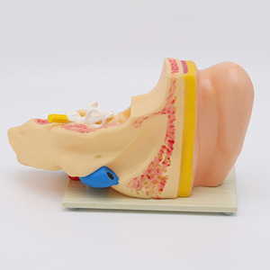 Modello Anatomico di Orecchio Umano in PVC Biologico, Modello Gigante per Educazione Medica, Modello 3D Ingrandito 3 Volte, Certificato CE/ISO - Product Image 3