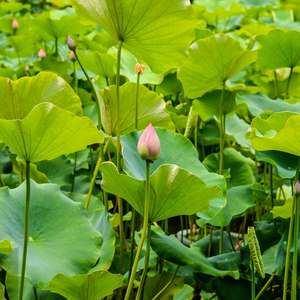 Натуральный растительный экстракт, экстракт Nymphaea Caerulea, органический экстракт листьев лотоса/экстракт корня, порошок <span class=keywords><strong>98</strong></span>% - Product Image 6