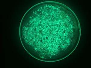 Super alto bagliore fotoluminescente luminoso nella polvere scura termoplastica Hot Melt riflettente vernice per la marcatura stradale per il traffico sicuro - Product Image 2