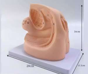 แบบจำลองการสอนทางการแพทย์: แบบจำลองการใส่สายสวนปัสสาวะหญิงสำหรับการฝึกอบรมทางพยาบาลและทางการแพทย์ - Product Image 2