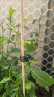 Clips de fixation pour plantes grimpantes en gros, supports de croissance pour plantes de jardin, clips de fixation pour vignes, supports pour orchidées