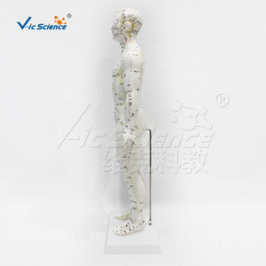50cm Male Human Acupuncture Model with <b>Plastic</b> <b>Disc</b> VIC-503B Acupoint and Meridian Model - Product Image 2
