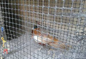 Chất Lượng Cao <span class=keywords><strong>PP</strong></span> Nhựa <span class=keywords><strong>Geogrid</strong></span> Hai Trục Cho Ngành Công Nghiệp Chăn Nuôi/Vịt Chăn Nuôi/Gà - Product Image 5