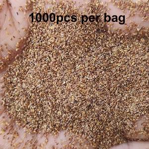 Origin of <b>Wind</b> <b>chime</b> Variety Complete Easy To Grow for Flower Garden Yard Decoration and Outdoor Decor - Product Image 2
