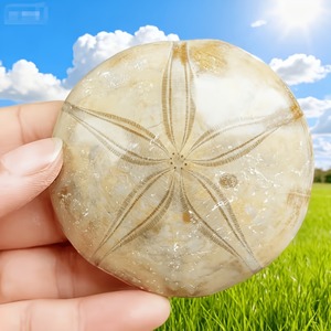 Espinoso marino fósil, estrella de mar bien conservada, espinoide, espécimen natural para colección de paleoentusiastas, mineral de interior - Product Image 5