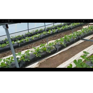 <span class=keywords><strong>Sac</strong></span> de <span class=keywords><strong>plantation</strong></span> hydroponique pour fraises, 15*12*115cm, 120 microns, robuste et durable - Product Image 3