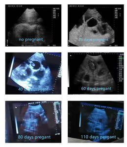 Alat Kedokteran Hewan Mesin Deteksi Kebuntingan Babi Penguji <span class=keywords><strong>Sonar</strong></span> Anjing Diagnostik <span class=keywords><strong>Ultrasound</strong></span> untuk Babi - Product Image 6