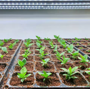 Plateau <span class=keywords><strong>de</strong></span> semis <span class=keywords><strong>de</strong></span> haute qualité à 21, 32, 50, 72, 98, 128, 200 alvéoles pour la germination et la <span class=keywords><strong>culture</strong></span> des graines - Product Image 5