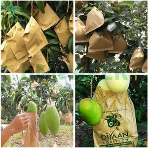 <strong>Yellow</strong> Outside Black Inside 2 Layer Fruit Mango Protective Bag <strong>Wrapping</strong> <strong>Paper</strong> - Product Image 5