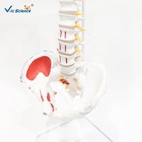 Modelo Anatómico de Columna Vertebral y Pelvis con Músculos de Colores, para Entrenamiento de Fisioterapia, con Certificaciones CE/ISO/ROHS/CNAS