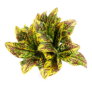 Paquete de Hojas Artificiales que Cambian de Color, de 30cm-100cm, Flor Decorativa para Exteriores, para Sala de Estar, Decoración de Centros Comerciales - Product Image 5