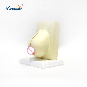 Características Estructurales del Modelo Anatómico del Seno - Product Image 2