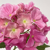 Vente en gros de tiges d'hortensia Bella au toucher réel, fleurs artificielles blanches en forme de boule pour la décoration de mariage et de la maison