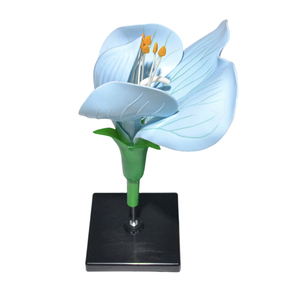 Modelo Desmontable de Disecación de Flor de Guisante |   Material Didáctico sobre la Estructura de las Flores - Product Image 1