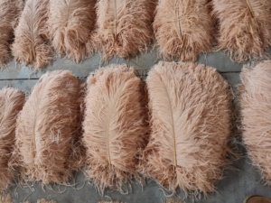 Eco-friendly di alta qualità promozionale del bambino <span class=keywords><strong>piume</strong></span> di struzzo crudo <span class=keywords><strong>in</strong></span> piuma colorati costumi di carnevale ali di <span class=keywords><strong>piume</strong></span> sexy - Product Image 2