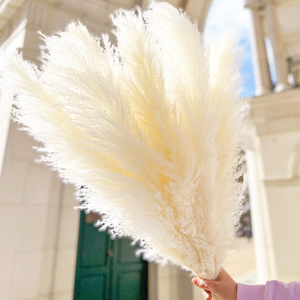 Pampas secas y esponjosas de Color blanco, grandes, flores, Pampus, decoración, césped - Product Image 1