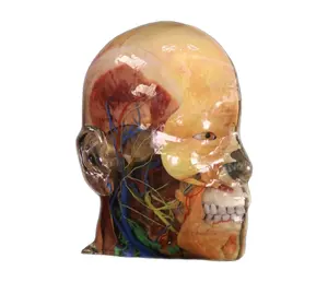 Digihuman Model Head Model for Anatomy Medical Mducation Deep Head and Face (including mid-sagittal section of head)