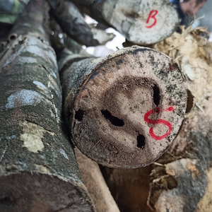 Qualité supérieure Luxe Doux Arôme Huile Essentielle Pur Oud Vietnam Agarwood Chips Composé de Bois Miel Cosmétiques Fourniture OEM - Product Image 1