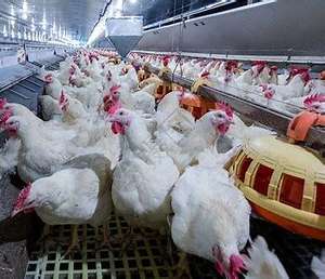 2024 Nova Colheita Orgânica Refeição De Soja Não-OGM Bolo Chinês Orgânico De Alta Qualidade Certificado para Gado De Cavalo Porco Outras Rações Animais - Product Image 2