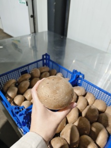 Substrat de compost de phase 3 à haut rendement pour la culture commerciale de champignons de culture (Agaricus) - Product Image 6