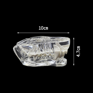 Modèle anatomique dentaire canin pour chiens MX-041 en résine transparente – Éducation et démonstration vétérinaire pour l'enseignement dentaire des animaux de compagnie - Product Image 6