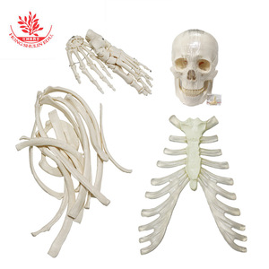 Modèle de squelette humain FRT001-2, taille adulte, en PVC, qualité médicale, 203 os, à assembler. - Product Image 1