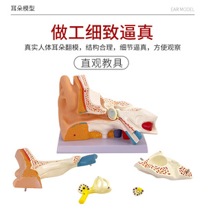 Modèle anatomique agrandi de la structure de l'oreille humaine et du système auditif ; outil pédagogique pour l'apprentissage du nettoyage interne de l'oreille - Product Image 4