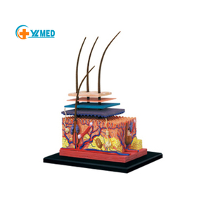 Büyütülmüş insan anatomisi modelleri 4D cilt doku modeli çocuklar için 19 parça ile eğitim araçları - Product Image 1