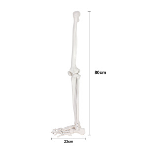 Modèle <span class=keywords><strong>de</strong></span> <span class=keywords><strong>squelette</strong></span> <span class=keywords><strong>de</strong></span> <span class=keywords><strong>jambe</strong></span> <span class=keywords><strong>humaine</strong></span> grandeur nature avec pied, modèle anatomique <span class=keywords><strong>de</strong></span> l'articulation inférieure pour l'enseignement médical - Product Image 6