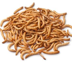Alimentador congelado supergusanos para mascotas pájaros lagartos Geckos erizos camaleones hámster golosinas y cebo de pesca al por mayor - Product Image 3