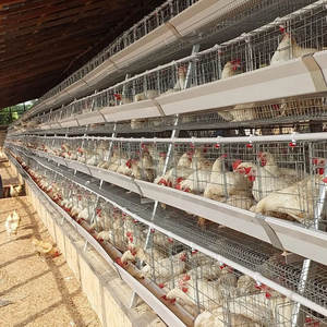 Cages à poules pondeuses de type A galvanisées à chaud, 4 niveaux, 4 portes, cages à poules pondeuses en batterie avec système d'abreuvement automatique - Product Image 2