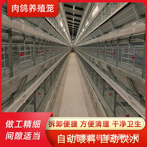 Cage à poulets de type A en acier galvanisé, haute rigidité, équipement d'élevage en plusieurs niveaux pour l'élevage de volailles - Product Image 5