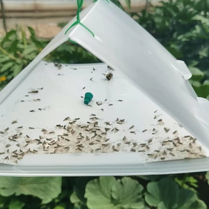 Trampa de plástico Delta con tabique de goma té geométrico polilla (Ectropis obliqua) Juego de atrayente sólido insecto Catcher feromonas señuelo - Product Image 2