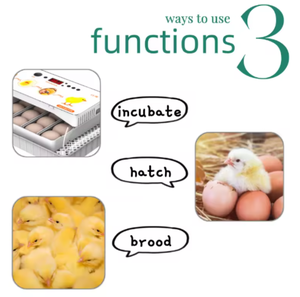 卵孵化器 工場直送 競争力のある価格 大量購入対応 - Product Image 4