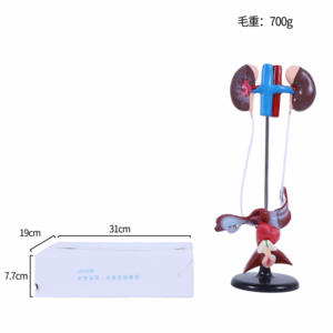 Modell des weiblichen Harn systems Blasen-und Harnleiter struktur für Biologie und medizinische Lehre - Product Image 5