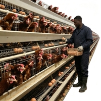 Cage à poules pondeuses de type A galvanisée à prix avantageux, capacité 128, avec système d'abreuvement automatique pour ferme avicole