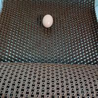 Coussinets de nidification en plastique pour poules pondeuses / Équipement de poulailler pour l'élevage de volailles