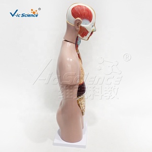 Modèle anatomique de torse asexuel en PVC de 50 cm avec 12 pièces pour l'enseignement des sciences médicales - Product Image 6