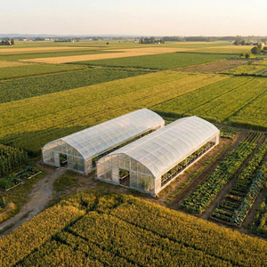 Tunnel serra agricola a campata singola in PE a basso costo dalla Cina per la coltivazione di lattuga, cavoli e broccoli - Product Image 5