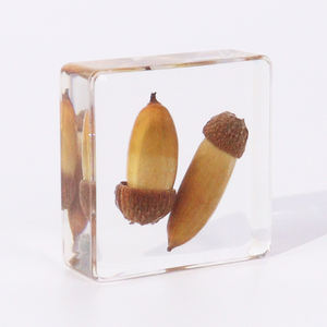 Taxidermy ต้นโอ๊กเรซิ่นตัวอย่างต้นไม้จริงเครื่องมือทางการศึกษาสำหรับการเก็บรวบรวม - Product Image 1