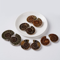 Nouvel Arrivage : Tranches d'Ammonites Naturelles Polies - Fossiles de Conques Brutes pour une Décoration Intérieure Élégante