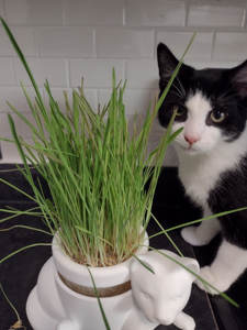 ชุดชาวไร่หญ้าแมว <span class=keywords><strong>เพียง</strong></span>เพิ่มน้ํา ชุดหญ้าแมวอินทรีย์ ชุดปลูกไฮโดรโปนิกส์ - Product Image 6