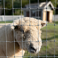 Clôture économique de maille de pâturage de bétail de filet galvanisé par ferme pour des moutons et des cerfs utilisés dans des treillis et des portes de champ
