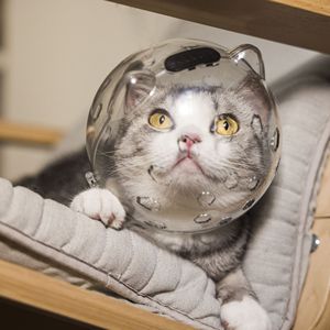 Doe Pet copricapo regolabile per gatti in stile semplice casco da gattino per evitare che mordano la pulizia da masticare respiri traspiranti cappuccio da gatto - Product Image 4